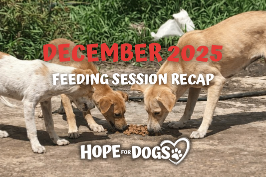 December 2025: Our Biggest Month Yet