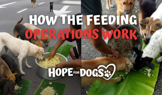 Inside Our Feeding Operations