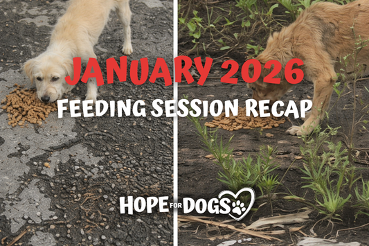 January 2026: Starting the Year with Full Bowls