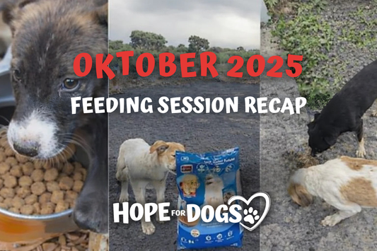 October 2025: Feeding Sessions Around the World